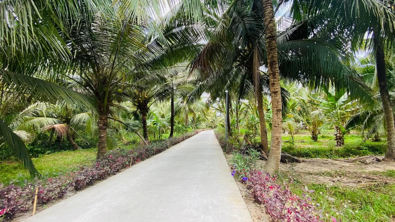 Đất mặt tiền Lộ Đan 3m - Sơn Phú, Giồng Trôm 1.703m² giá 2.04 tỷ - Cơ hội đầu tư tuyệt vời!