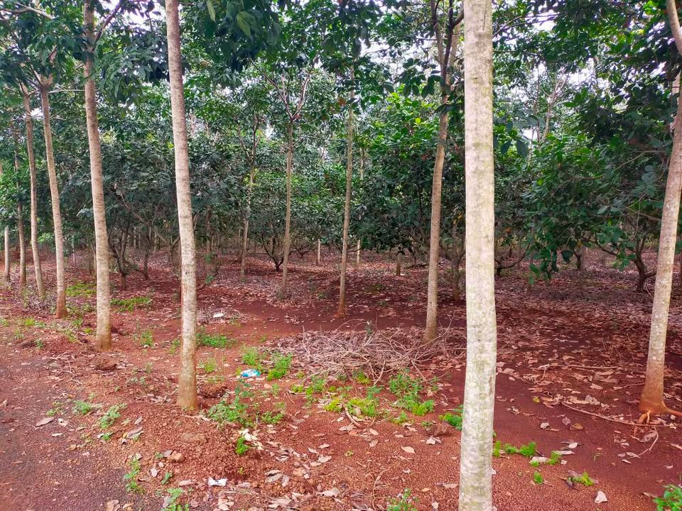 Đất Farm 9,2 sào tại Bình Tân, Phú Riềng - Đầu tư sinh lời 6,5 tỷ!