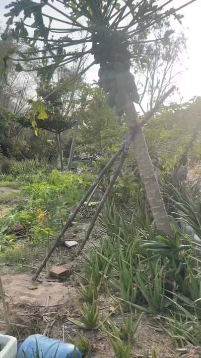 Đất vườn 1.100m² tại đường Hùng Vương, Quy Nhơn - Giá chỉ 9.9 tỷ!