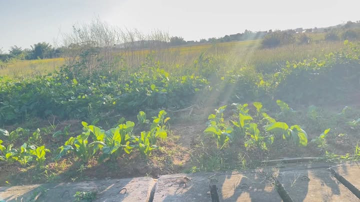 Đất nền Yên Hàn, Đầm Hà 140m² - Giá thỏa thuận hấp dẫn!