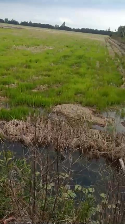 Đất nông nghiệp xã Tân Long 22.000m² giá 2.2 tỷ - Đầu tư sinh lời tuyệt vời!