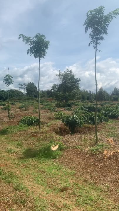 Bán đất nông nghiệp 5,3ha tại Đắk Nông - Tiềm năng sinh lời cao!