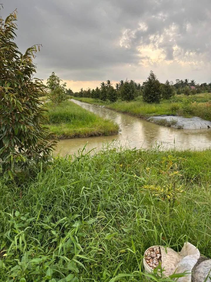 Đất nền 5500m² đường 917, Bình Thủy, Cần Thơ - Giá đầu tư chỉ 1.32 tỷ!