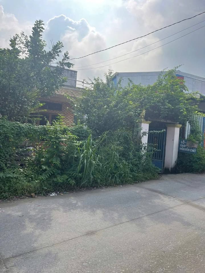 Nhà cấp 4 mặt tiền đường nhựa Pháo Binh, Mỹ Hạnh Nam 234m² giá 3.3 tỷ - Sổ hồng riêng chính chủ!