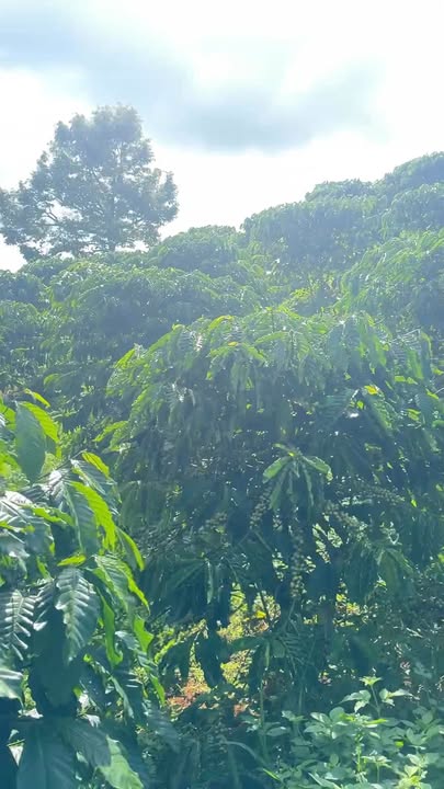 Đất vườn 9 sào Đinh Trang Thượng, Lâm Đồng giá 3.6 tỷ - Đầu tư sinh lời ngay!