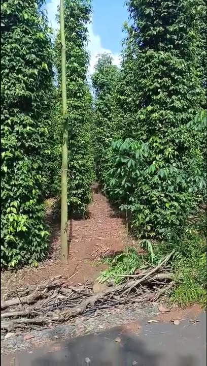 Đất Bàu Lâm Xuyên Mộc 3420m² giá chỉ 4.275 tỷ - Đầu tư sinh lời cao!