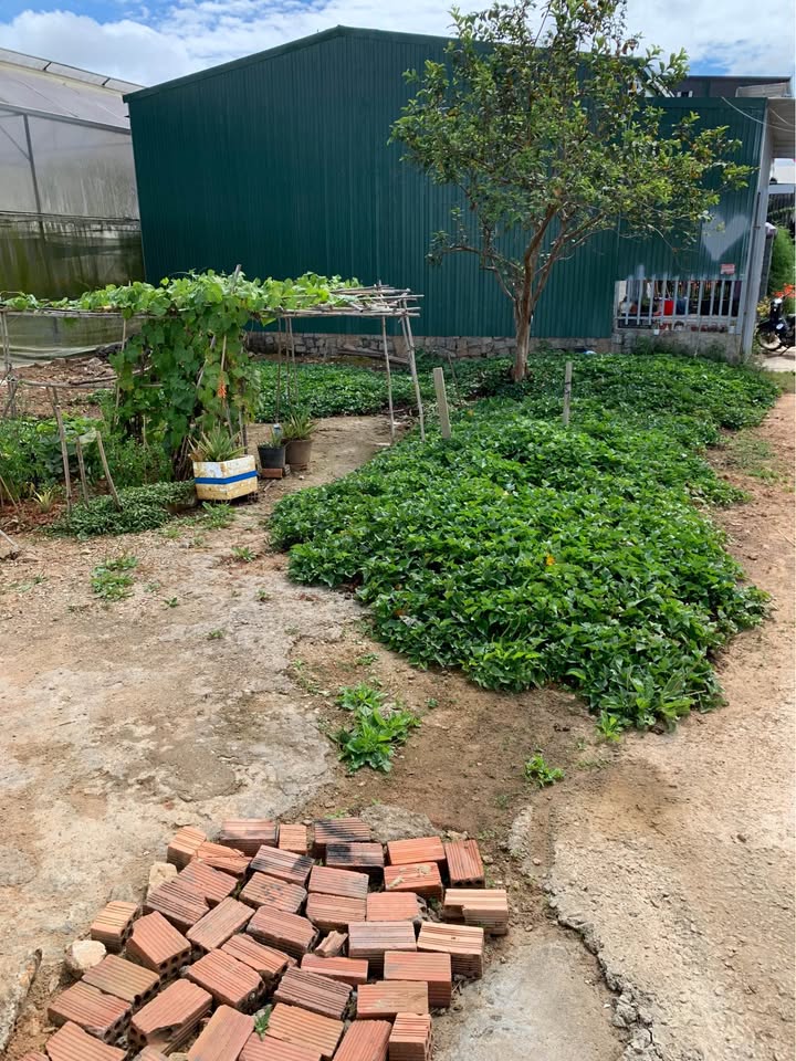 Đất nền Đà Lạt 170m² mặt tiền đường Cách Mạng Tháng Tám - Cơ hội đầu tư vàng!