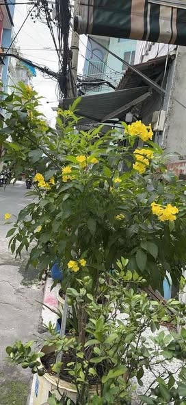 Nhà nguyên căn cho thuê mặt tiền Lò Siêu, Quận 11, 42m² giá 15 triệu - Đầy đủ nội thất, sẵn sàng ở ngay!