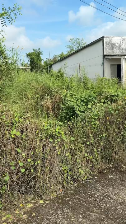 Đất nền mặt tiền đường Nguyễn Văn Côn, Tân Hòa, 50m² - Giá chỉ 500 triệu!