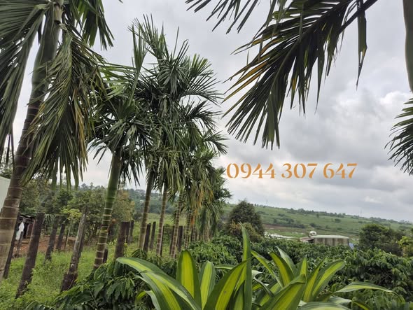 Đất mặt tiền Nguyễn Xí, Pleiku 125m² giá 890 triệu - Cơ hội đầu tư hấp dẫn!