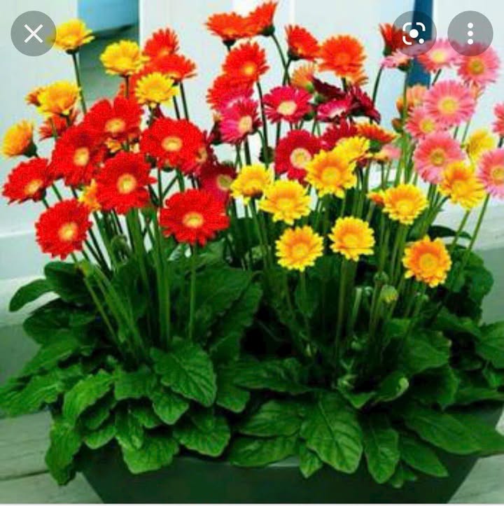 Dãy nhà trọ 5 phòng tại xã Tân Bình, Thái Bình 90m² - Giá chỉ 500 triệu!