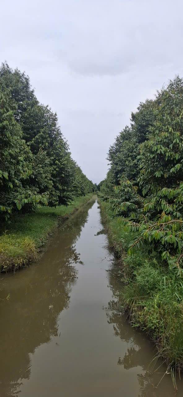 Đất nông nghiệp 6000m² tại Phong Điền, Cần Thơ - Bán gấp giá 570 triệu