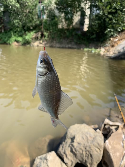 Đất nền Ninh Sơn 60.6m² giá 1.5 tỷ - Gần khu công nghiệp sầm uất!