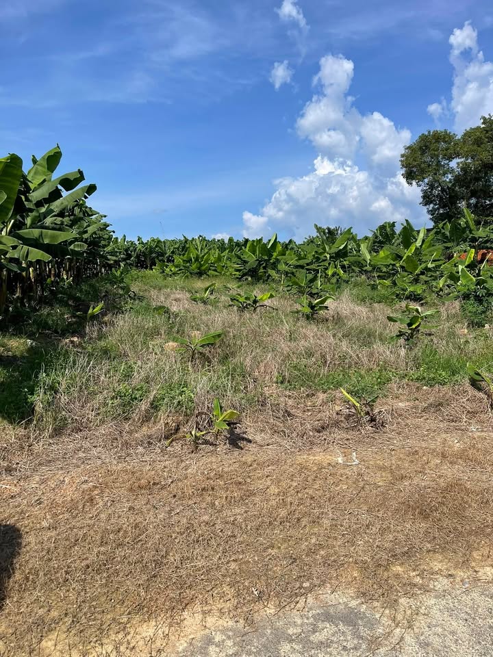 Đất thổ cư 1000m² mặt tiền đường nhựa xã Định Quán giá chỉ 1.3 tỷ - Đầu tư sinh lời ngay!