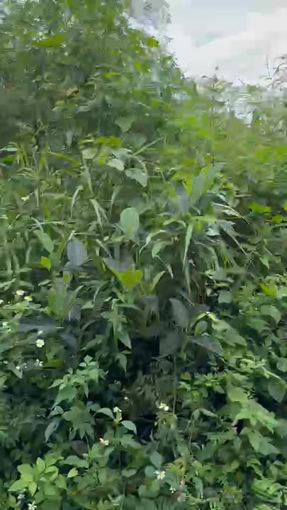 Đất nền Buôn Hồ 650m² giá thỏa thuận - Đầu tư sinh lời cao!