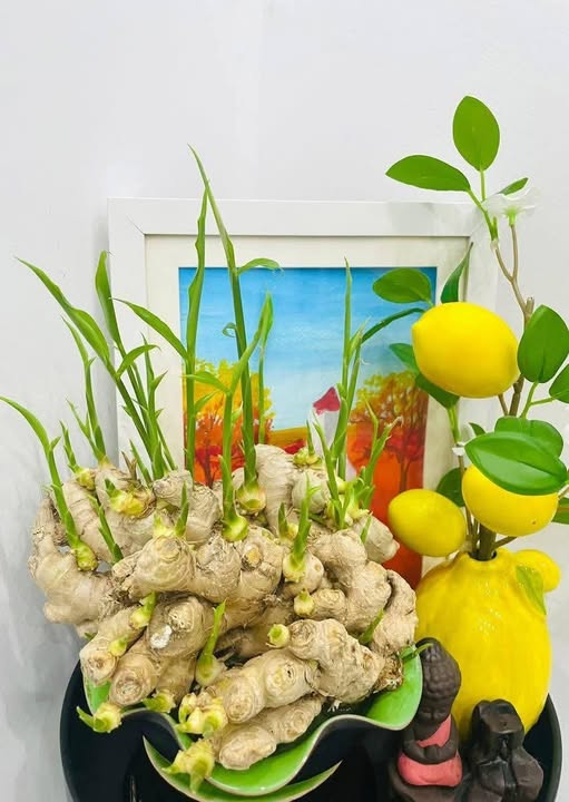 Đất nền KĐT Đại Dương Bắc Ninh 97.5m² giá 11 tỷ - Đầu tư sinh lời cao!