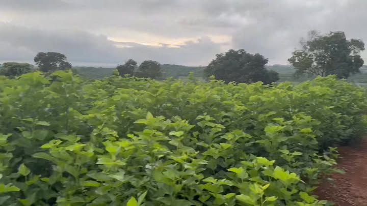 Đất nền mặt tiền đường Liên Hà 1000m² giá 1.6 tỷ - Cơ hội đầu tư hiếm có!