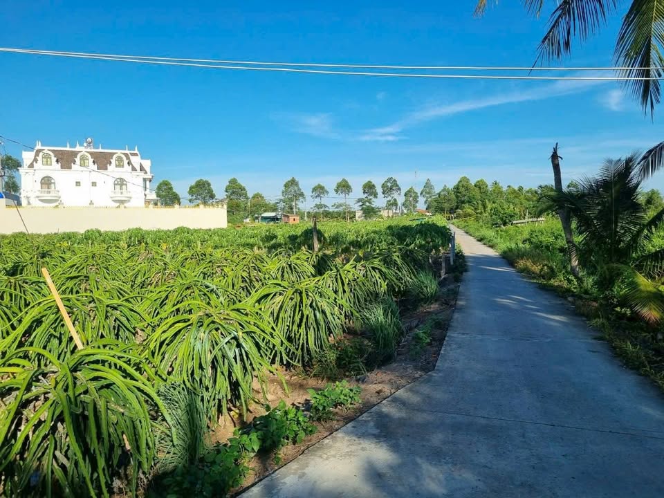 Đất lúa Hiệp Thạnh 2500m² giá 6.99 tỷ - Ngang 30m, đường ô tô vào tận nơi!