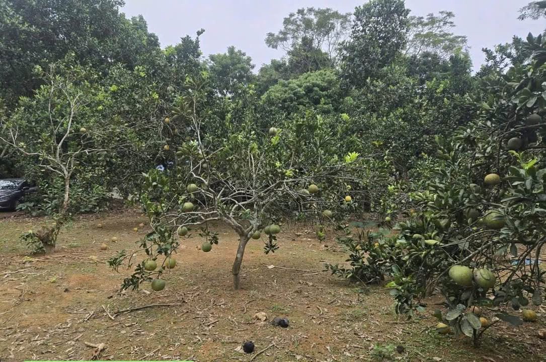 Đất nền Vân Phú, Việt Trì 4375m² chỉ 5.68 tỷ - Cơ hội đầu tư lý tưởng!