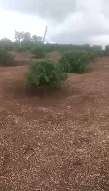 Đất nền Kông H'Tok, Chư Sê 20.000m² giá 2.25 tỷ - Sổ đỏ chính chủ, pháp lý đầy đủ!