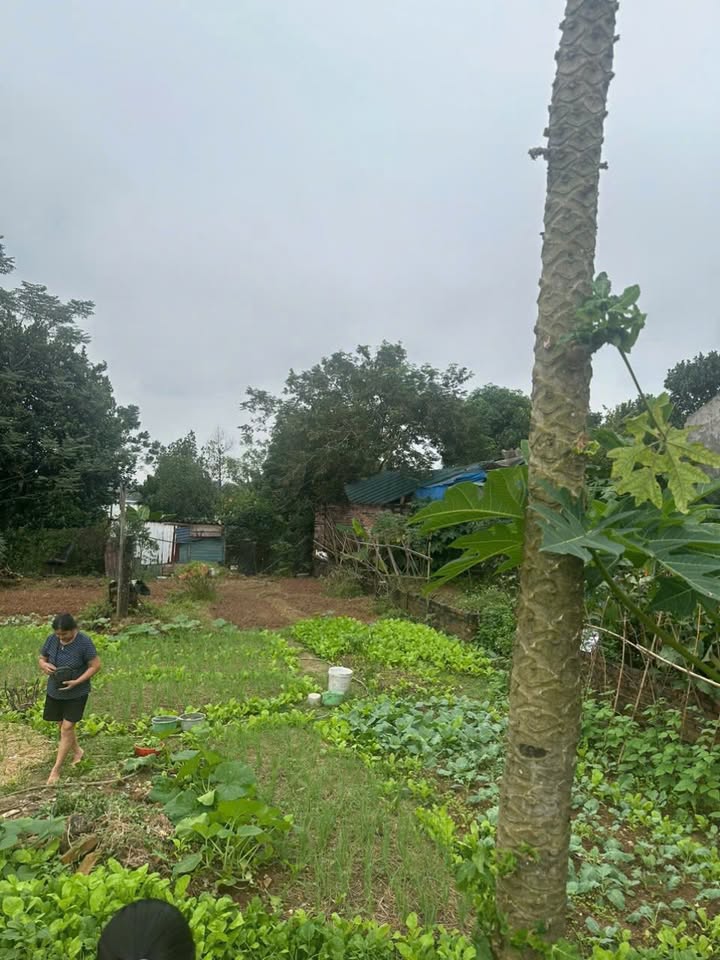 Đất nền Sơn Vi - Lâm Thao 150m² giá 500 triệu - Đầu tư sinh lời lý tưởng!