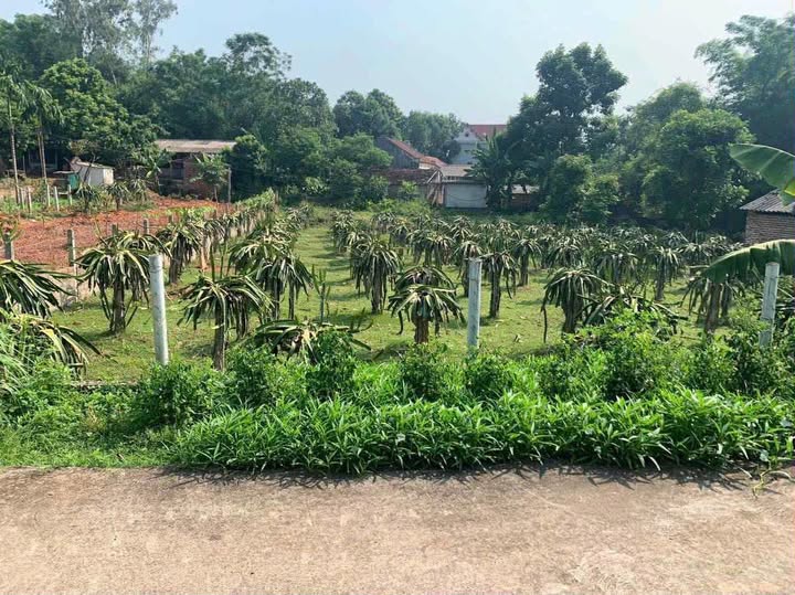 Đất thổ cư Kha Sơn 1000m² giá 1.4 tỷ - Cơ hội đầu tư sinh lời!