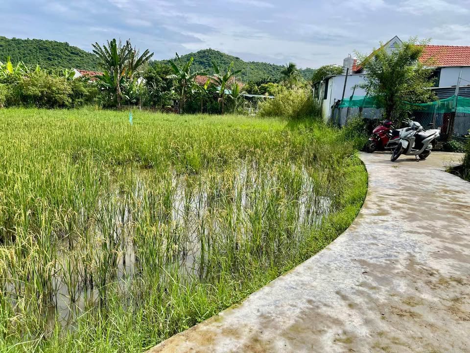 Đất nền Phường Ninh Hiệp, Ninh Hòa 2160m² - Giá tốt, đầu tư sinh lời!