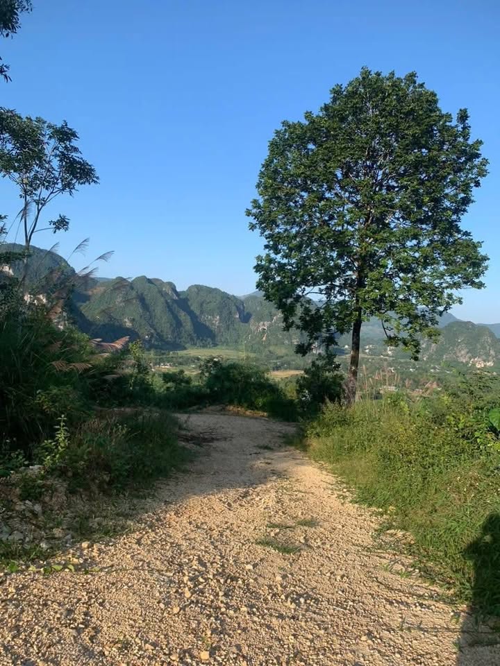 Đất rừng sản xuất 30ha tại Thúy Sơn, Ngọc Lặc - Cơ hội đầu tư hấp dẫn!