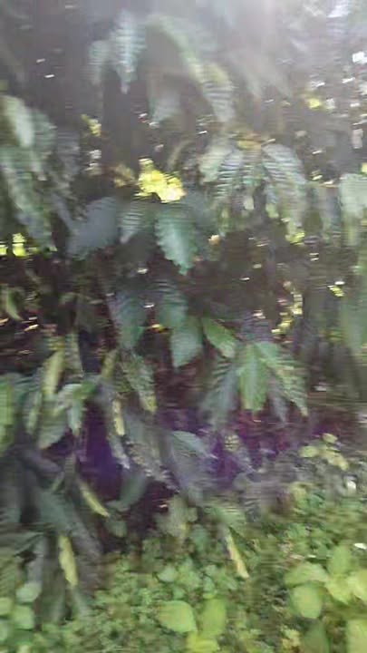 Đất nông nghiệp Trường Xuân 32.000m² giá 850 triệu - Đầu tư sinh lời ngay!