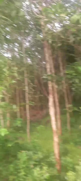 Lô đất rừng 2Ha tại xã Xuân Sơn Bắc, Đồng Xuân, Phú Yên - Đầu tư sinh lời ngay!