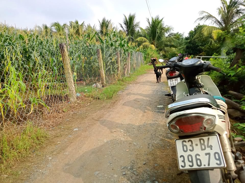 Đất vườn 3400m² xã Bình Ninh, huyện Chợ Gạo - Giá chỉ 2 tỷ, hướng Đông thích hợp làm nhà vườn!