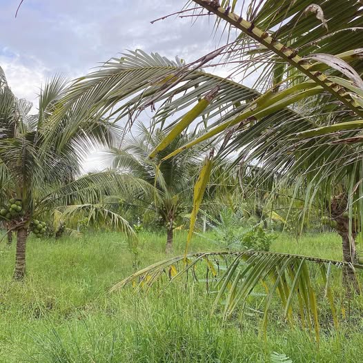 Đất Phú Hưng Bến Tre 500m² giá 450 triệu - Cơ hội đầu tư tuyệt vời!