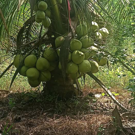 Đất vườn dừa 4000m² tại Bình Thành, Giồng Trôm - Giá chỉ 1.68 tỷ VND!