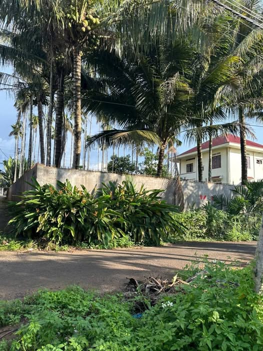 Đất nền đường 8A Hòa Thuận, Buôn Ma Thuột 126m² giá 1.25 tỷ - Cơ hội đầu tư tuyệt vời!