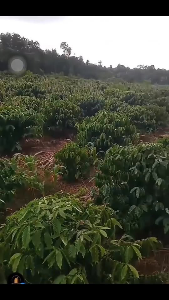 Đất nền Bàu Chinh Châu Đức 6200m² giá 2.79 tỷ - Đường bê tông, tiện lợi trồng cây