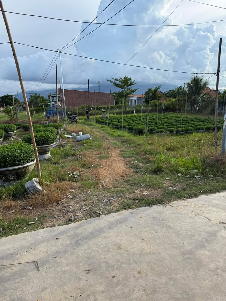 Đất nền Tân Định Ninh Hòa 123m² giá chỉ 4xx triệu - Nhanh tay sở hữu!