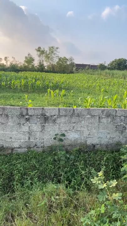 Đất nền Đại Sơn, Đô Lương 500m² giá 1 tỷ - Cơ hội đầu tư hấp dẫn!