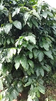 Đất mặt đường nhựa 2 mặt, Đinh Trang Hòa, 6500m² giá 550 triệu - Cơ hội đầu tư tốt!