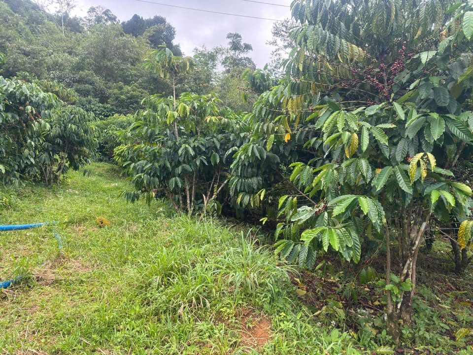 Đất nông nghiệp 2ha tại Lộc Bắc, Bảo Lâm chỉ 2 tỷ - Cơ hội đầu tư sinh lời!