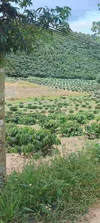 Đất nền Phú Sơn Lâm Hà 2500m² giá 1.2 tỷ - Cơ hội đầu tư tuyệt vời!