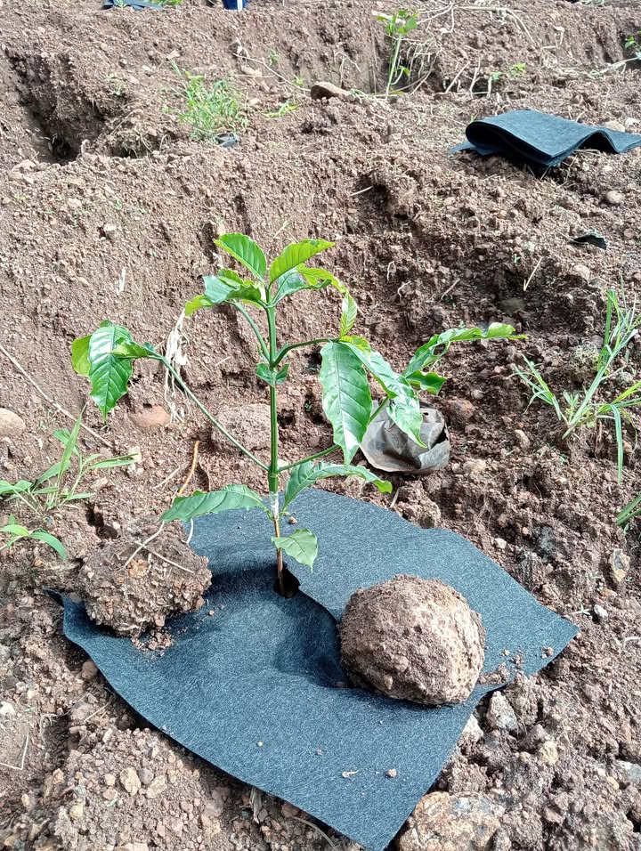 Đất thổ cư 5 sào tại thôn Thống Nhất, Đan Phượng - Giá chỉ 1.9 tỷ VND