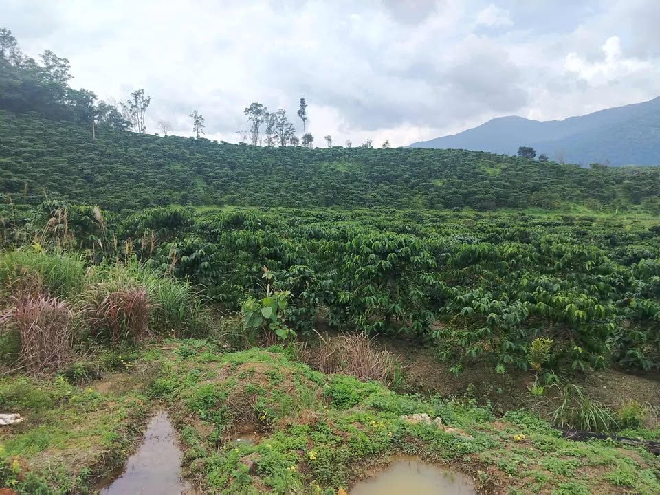 Đất nền đẹp 4 hecta tại Phúc Cát, Lâm Hà - Giá chỉ 6 tỷ VND