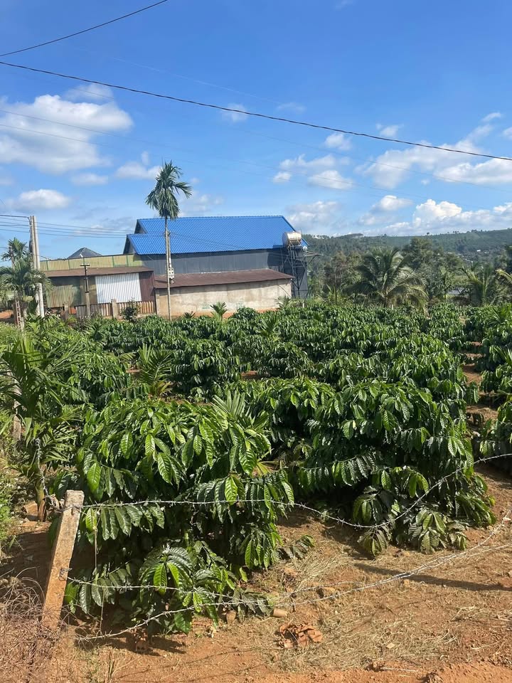 Đất nền Đắk Môl 1800m² giá 4.5 tỷ - Phân lô tách nền dễ dàng!