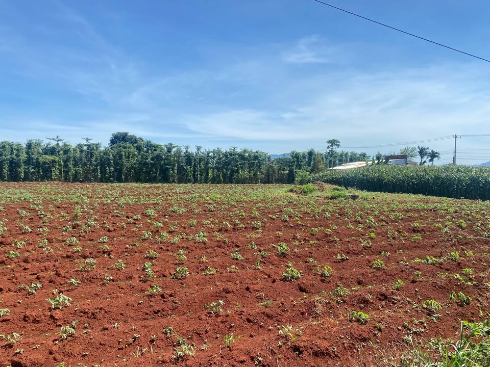 Đất nền Hòa Hiệp, Xuyên Mộc 2000m² giá 60 tỷ - Đầu tư sinh lời cao!