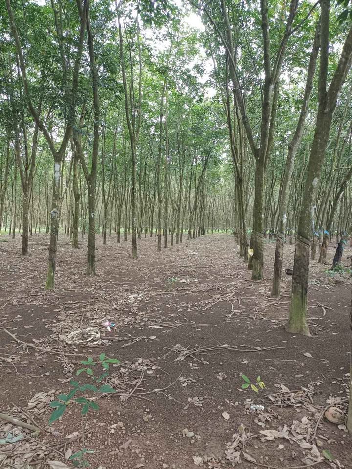 Đất thổ cư 400m² tại Tân Phú, Đồng Phú, Bình Phước - Giá chỉ 1.6 tỷ