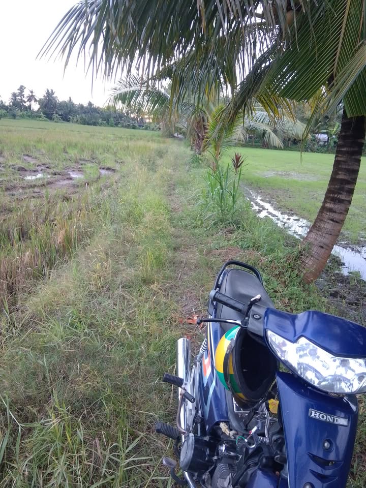 Đất nông nghiệp 7.000m² tại ấp Xoài Thum, Trà Cú - Giá 910 triệu VND, cơ hội đầu tư hấp dẫn!