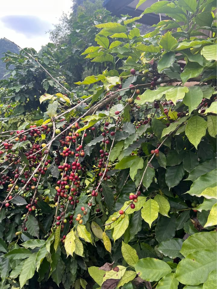 Farm Chiềng Ngần Sơn La 5000m² - Giá đầu tư hấp dẫn!