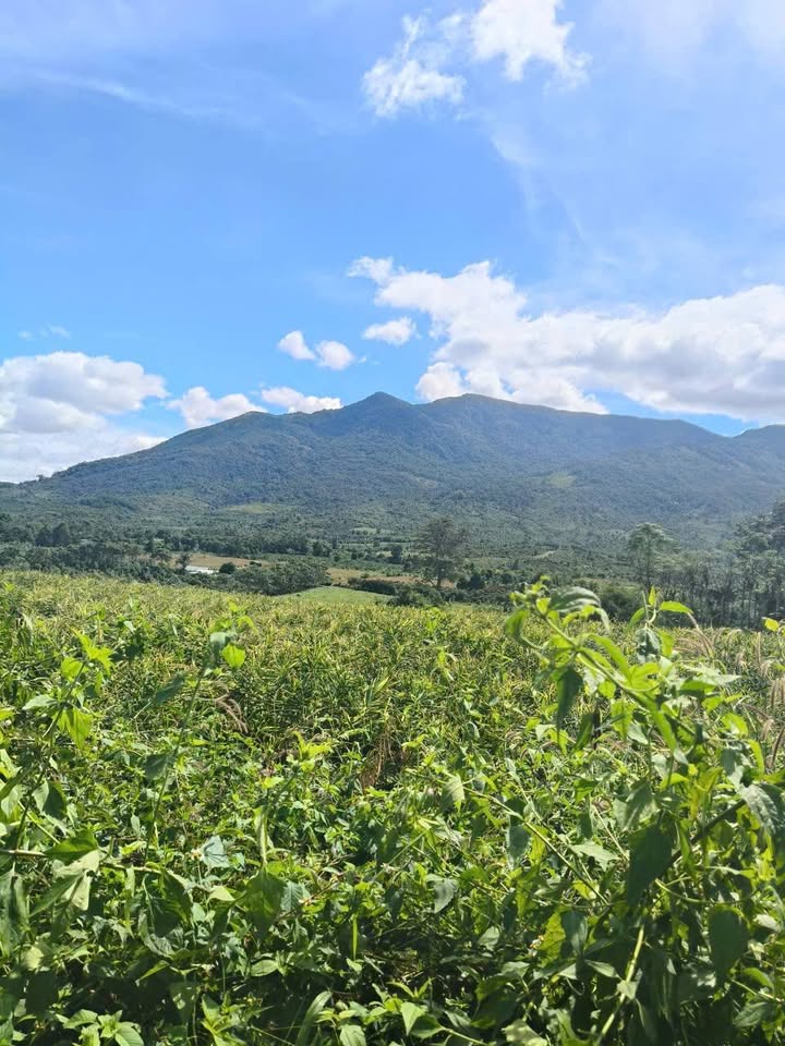 Đất trống 5ha tại xã Mang Yang, Gia Lai chỉ 5 tỷ - Sổ đỏ chính chủ