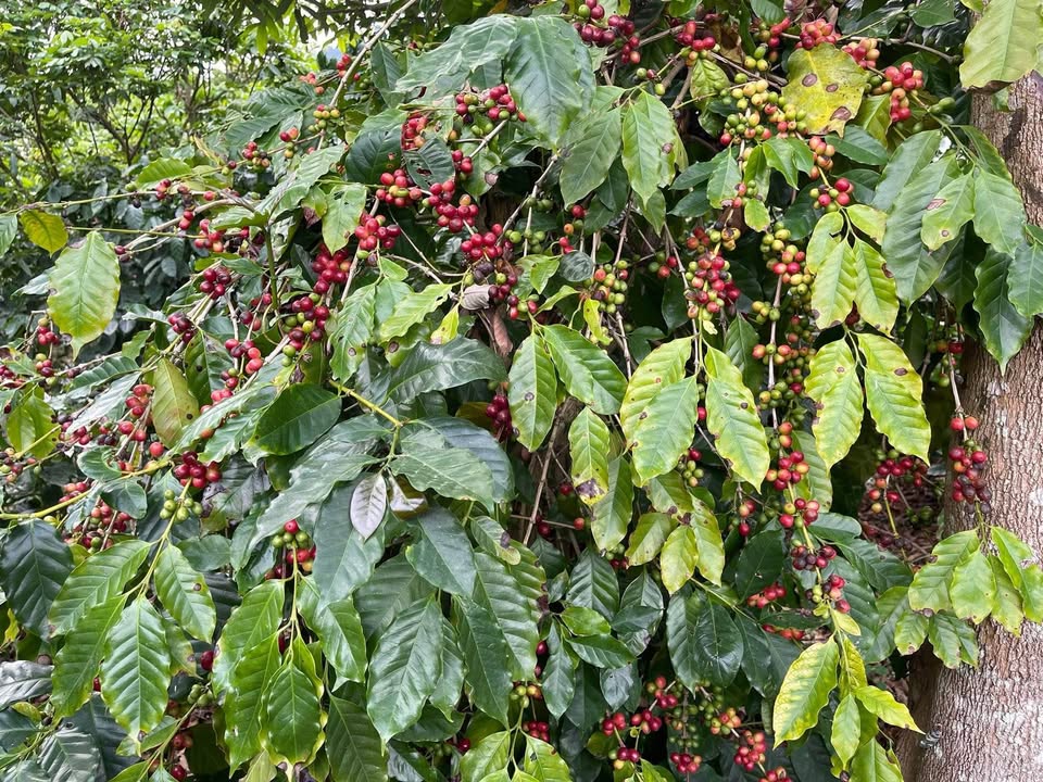 Đất vườn cà phê 5000m² tại Kalap, Sơn La - Cơ hội đầu tư tuyệt vời!