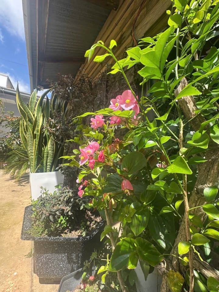 Nhà riêng tại Cao Thắng, Đà Lạt 200m² giá 3.5 tỷ - Sổ đỏ chính chủ, 2 mặt tiền